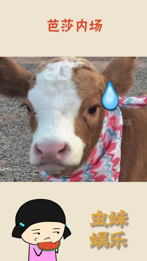 娱乐吃瓜酱送小狗视频下载,萌宠来袭，温馨瞬间尽收眼底